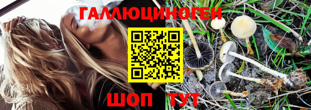 что такое   Галлюциногенные грибы Psilocybine cubensis  Вход с VPN  Ковров 